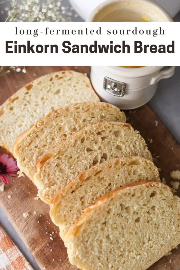 This einkorn sourdough sandwich bread is soft and chewy and utterly delicious! Made with einkorn flour and long fermented with sourdough, this is a nutritious bread loaf for sandwiches, toast, and more.