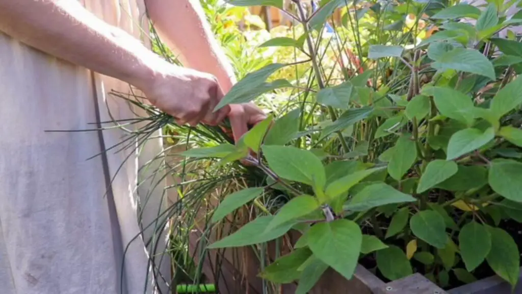 Cutting chives in an herb garden.