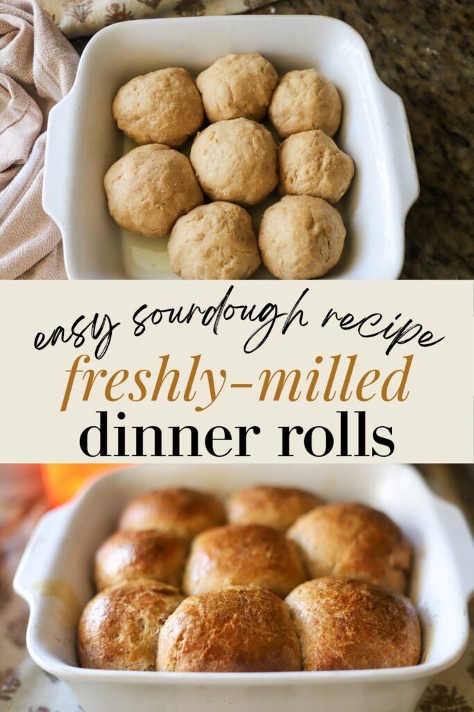 Soft and tangy, these sourdough dinner rolls are made with freshly milled flour for a rich, wholesome flavor. Top with butter for dinner or fresh jam for breakfast for a delicious, from-scratch side dish.