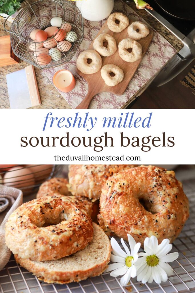 These freshly milled sourdough bagels are crunchy on the outside and chewy on the inside. Make these with your sourdough starter for a delicious breakfast or lunch. We like to freeze them too and pull them out to toast another time. Learn how to make homemade sourdough bagels with this easy tutorial.