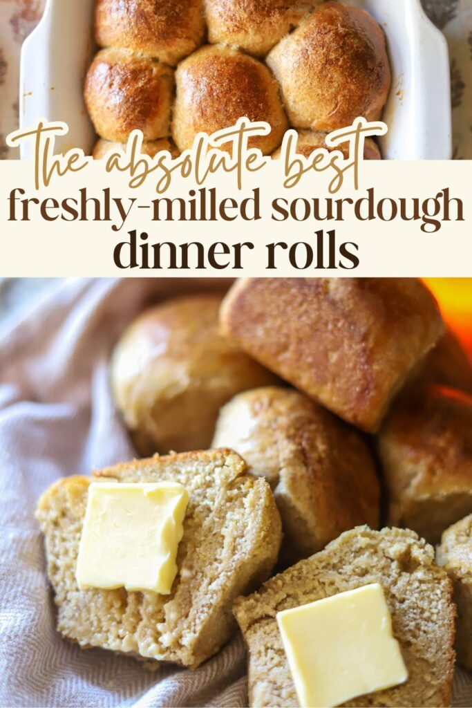 Soft and tangy, these sourdough dinner rolls are made with freshly milled flour for a rich, wholesome flavor. Top with butter for dinner or fresh jam for breakfast for a delicious, from-scratch side dish.