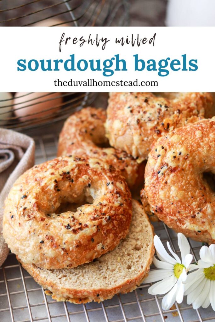 closeup of homemade freshly milled sourdough bagels cut in half with everything bagel seasoning sprinkled on top.