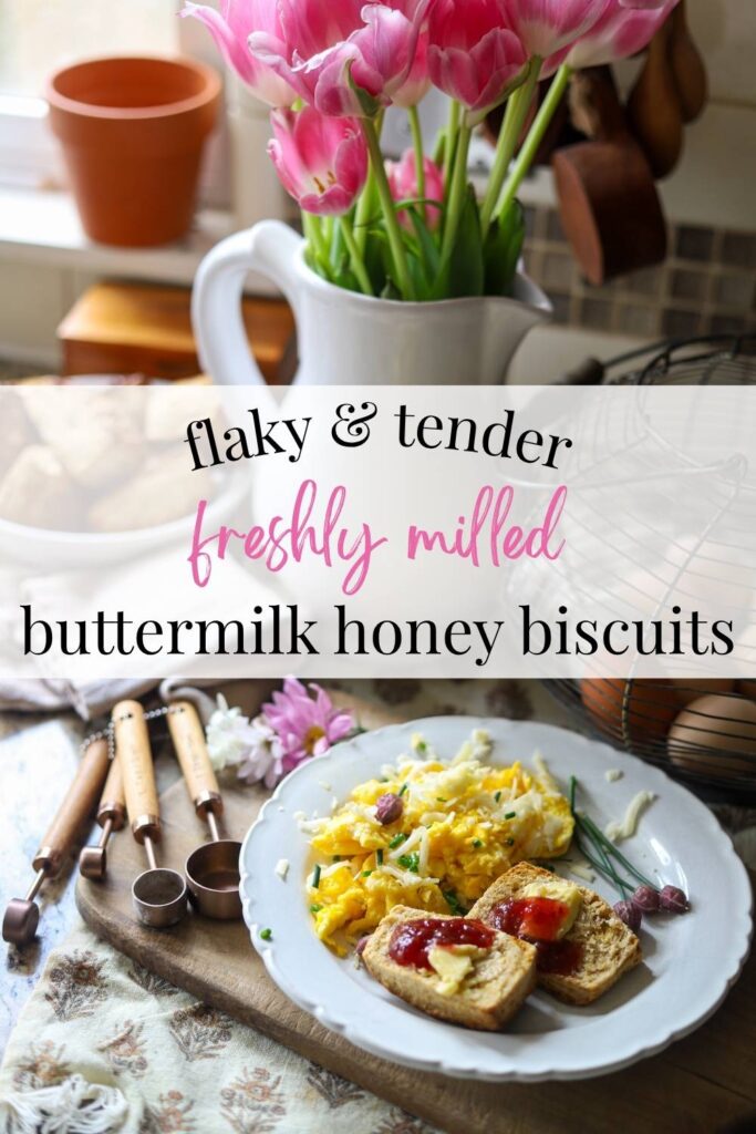 Freshly milled buttermilk biscuits are flaky, tender and made with freshly milled flour, honey, and sourdough starter. This freshly milled biscuit recipe is perfect for a homestead breakfast that is golden brown with hints of natural sweetness.