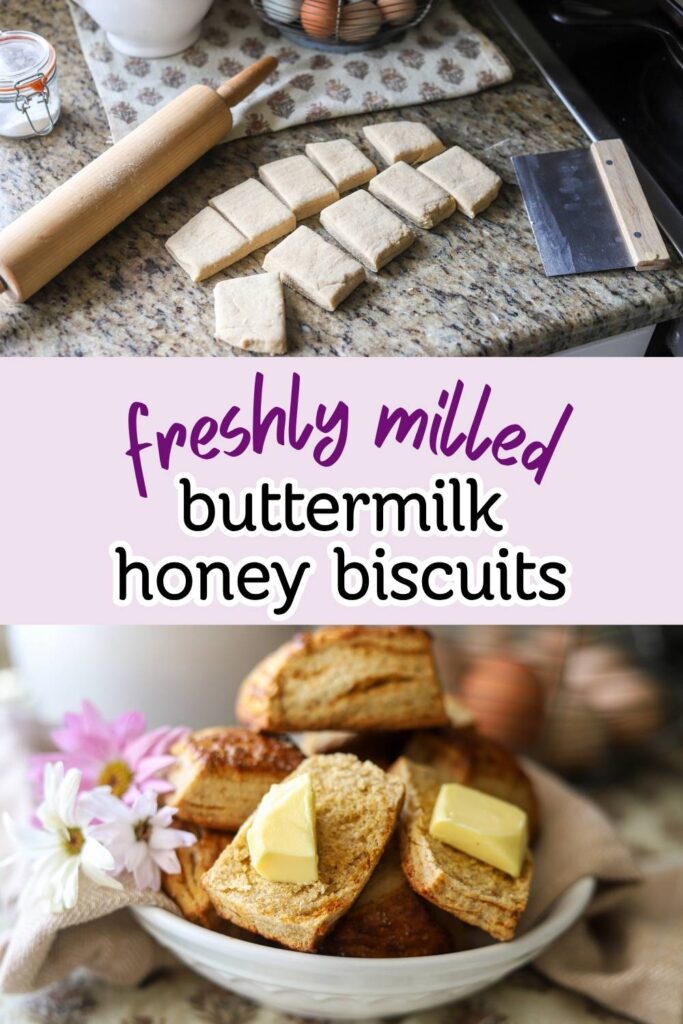Freshly milled buttermilk biscuits are flaky, tender and made with freshly milled flour, honey, and sourdough starter. This freshly milled biscuit recipe is perfect for a homestead breakfast that is golden brown with hints of natural sweetness.