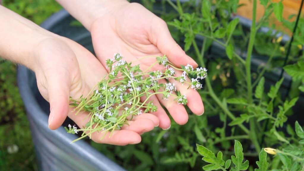 Hands holding fresh herbs from the garden.