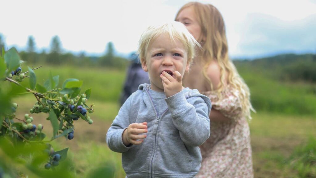 Young child eating a blueberry in a field.