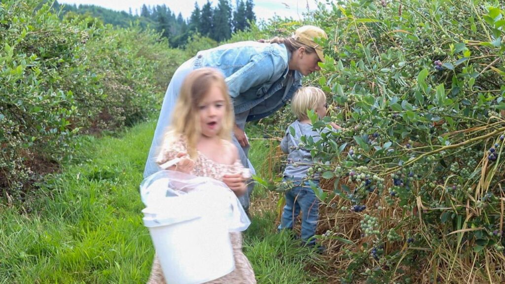 Family picking blueberries in a field.