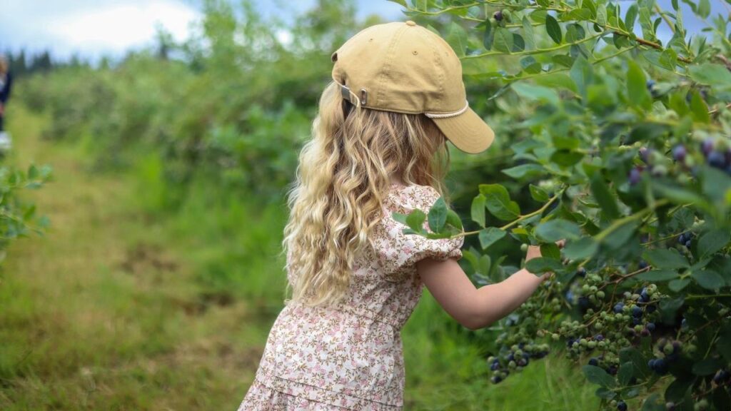 Girl picking blueberries from a bush.
