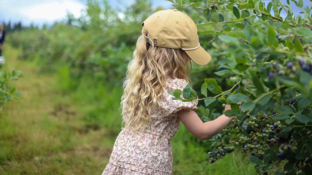 Girl picking blueberries from a bush.