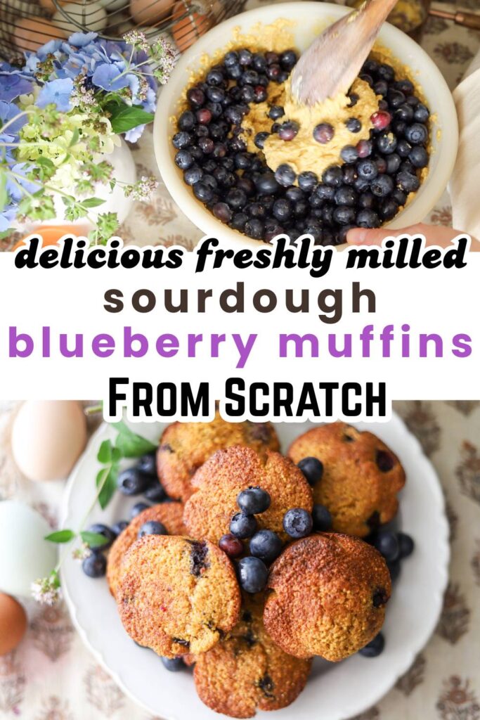 Bake these sourdough blueberry muffins using freshly milled whole wheat and stone-ground cornmeal for a nourishing and naturally sweet breakfast. A rustic homestead favorite packed with flavor and gut-friendly sourdough.