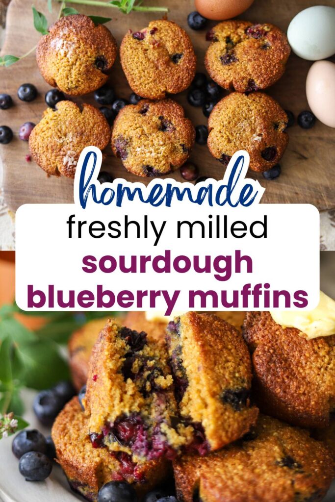 Looking for a healthy muffin recipe that uses sourdough discard and whole grains? These blueberry cornmeal muffins made with freshly milled wheat flour are wholesome, easy, and perfect for from-scratch baking lovers.