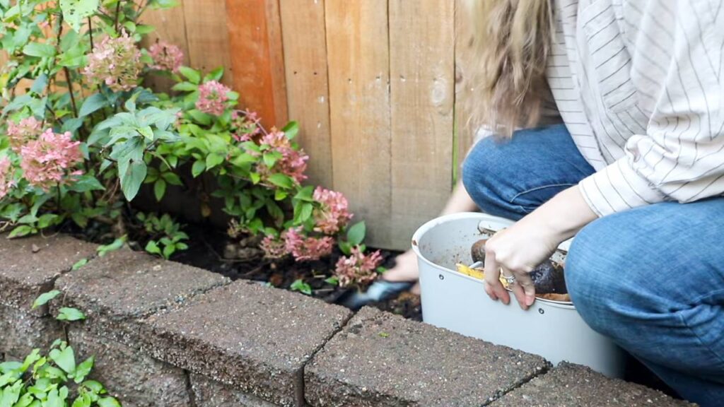 Woman adding Mill food grounds into garden soil beside flowering plants.