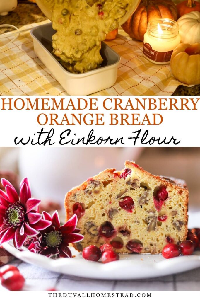 Looking for a cozy bread made with wholesome ingredients? This einkorn cranberry orange bread uses simple pantry staples and comes together easily. The bright citrus flavor, tender crumb, and tart cranberries make this an easy einkorn bread recipe you’ll want to bake all season long.