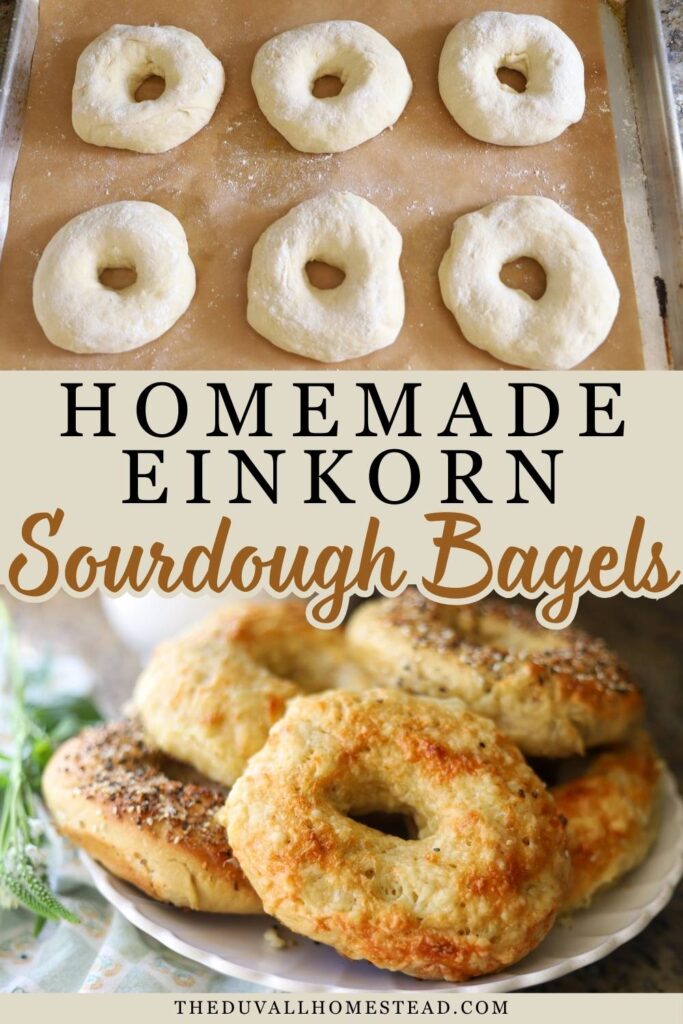 These einkorn sourdough bagels are chewy, flavorful, and made with simple from-scratch ingredients. Using sourdough starter and ancient einkorn flour creates a nourishing homemade bagel that’s easier to digest and perfect for breakfast sandwiches or toast. If you love homemade sourdough bread and einkorn recipes, these homemade sourdough bagels are a must-try!