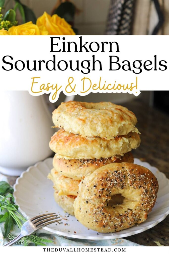 Learn how to make einkorn sourdough bagels from scratch using simple pantry ingredients. This homemade sourdough bagel recipe uses ancient grain einkorn flour for a wholesome flavor and chewy texture. Perfect for sourdough breakfast recipes, freezer-friendly meal prep, and homemade bread baking.